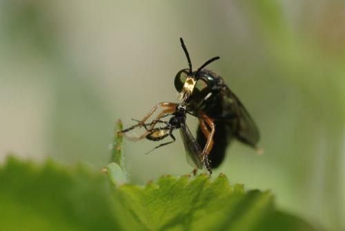 Dioctria longicornis