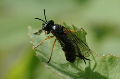 Dioctria longicornis