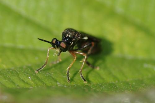Dioctria longicornis