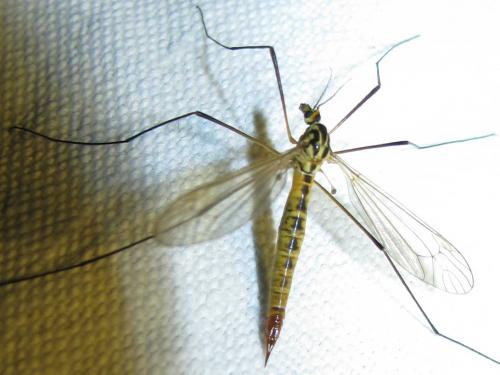 Nephrotoma flavescens