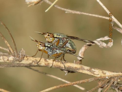 Dorycera sp.