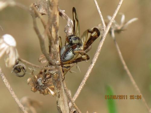 Dorycera sp.