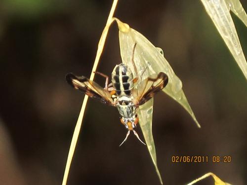 Dorycera sp.