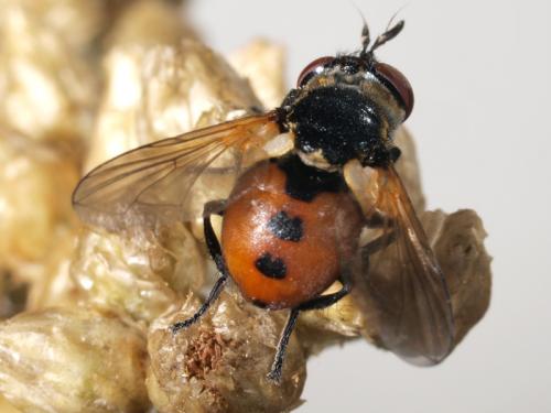Réf. 72 957 : Gymnosoma sp.