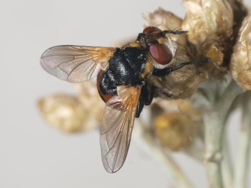 Réf. 72 956 : Gymnosoma sp.