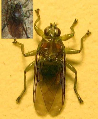 Ornithomya avicularia