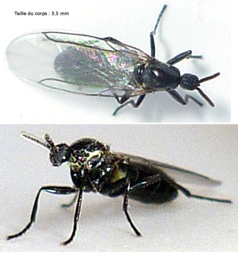 Réf. 72 455 : Scatopse notata