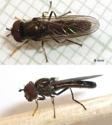 Réf. 72 575 : Platycheirus albimanus