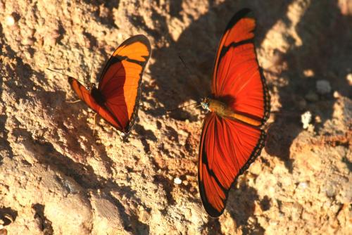 Réf. 72 184 : Dryas iulia
