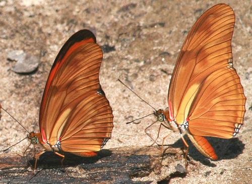 Réf. 72 185 : Dryas iulia
