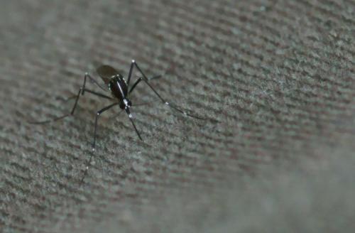Aedes albopictus
