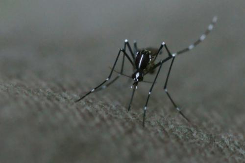 Aedes albopictus