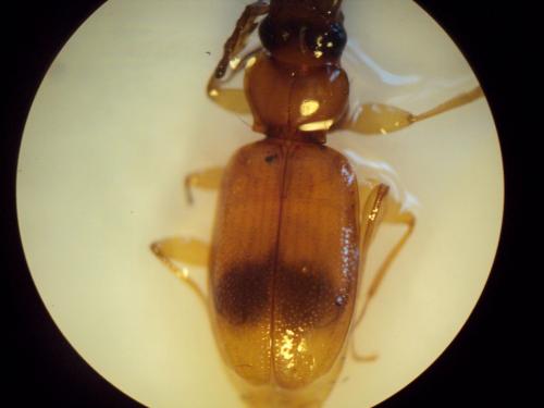 Réf. 72 794 : Blemus discus