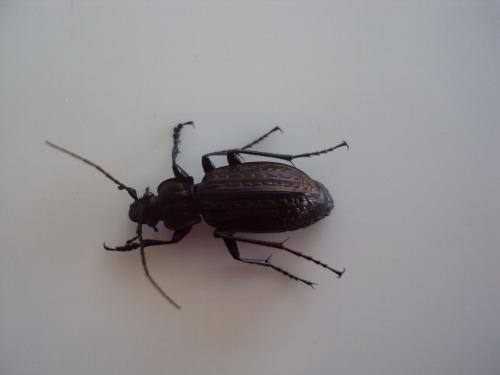 Carabus granulatus