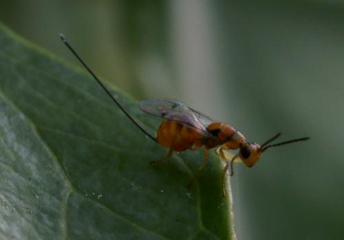 Megastigmus sp.