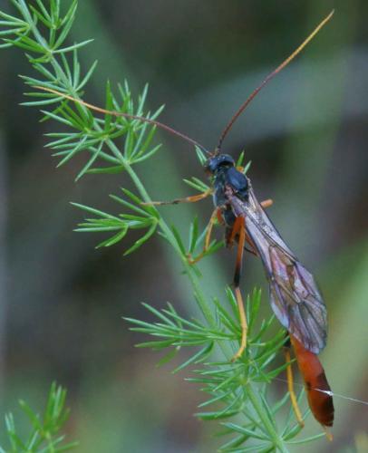 Aphanistes klugii