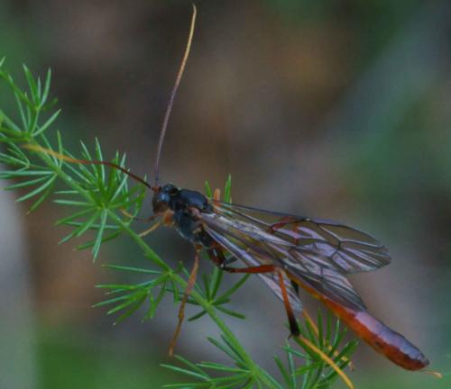 Réf. 72 429 : Aphanistes klugii