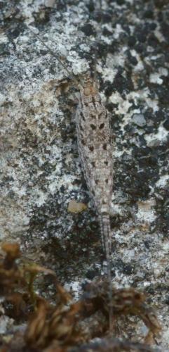 Réf. 72 551 : Machilinus rupestris