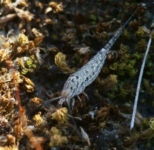 Réf. 72 550 : Machilinus rupestris