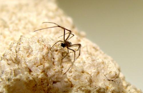 Réf. 72 331 : Tetragnatha sp.
