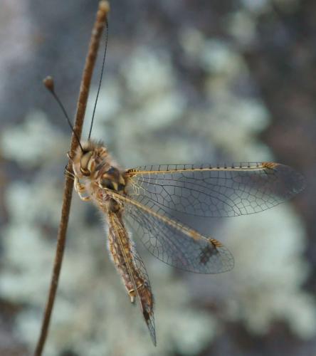 Deleproctophylla dusmeti