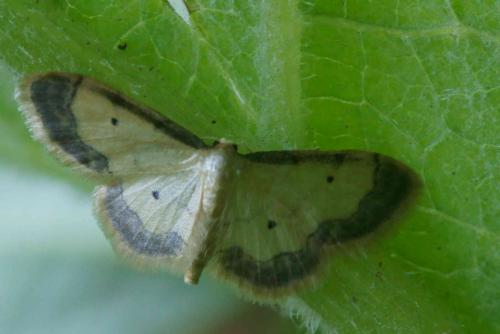 Idaea politaria