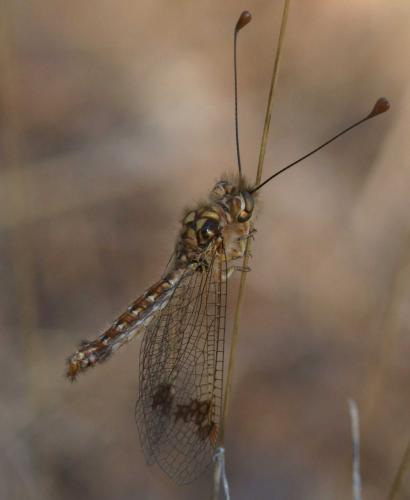 Deleproctophylla dusmeti