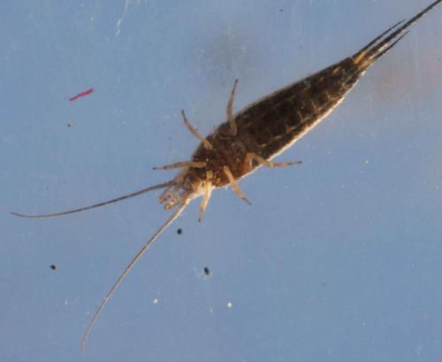 Réf. 72 835 : Machilinus rupestris
