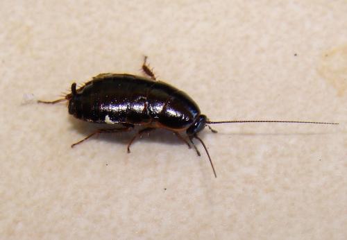 Loboptera canariensis