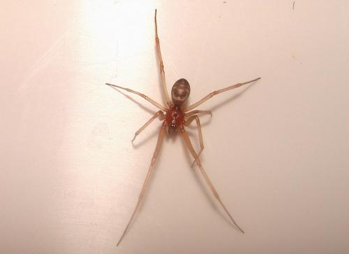 Steatoda grossa