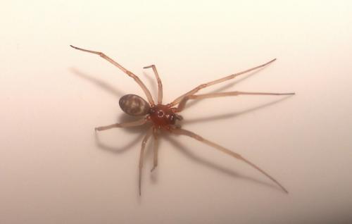 Steatoda grossa