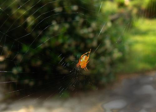 Araneus diadematus