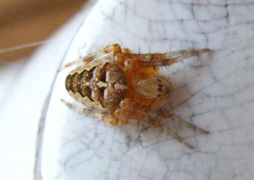 Araneus diadematus