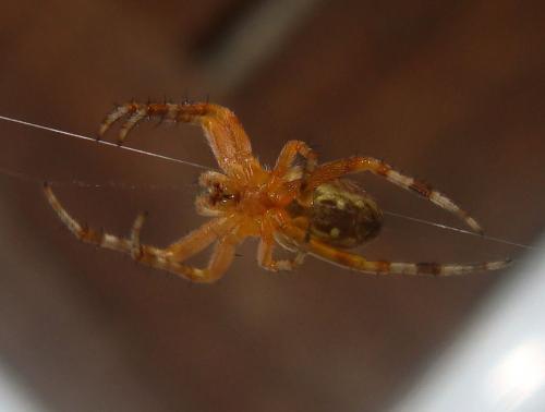 Araneus diadematus