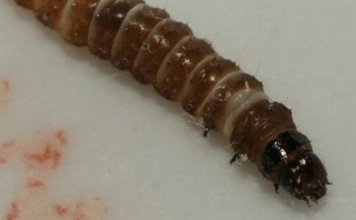 Réf. 72 279 : Anarsia lineatella