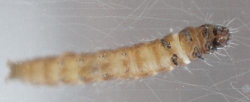 Réf. 72 280 : Anarsia lineatella