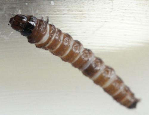 Réf. 72 281 : Anarsia lineatella