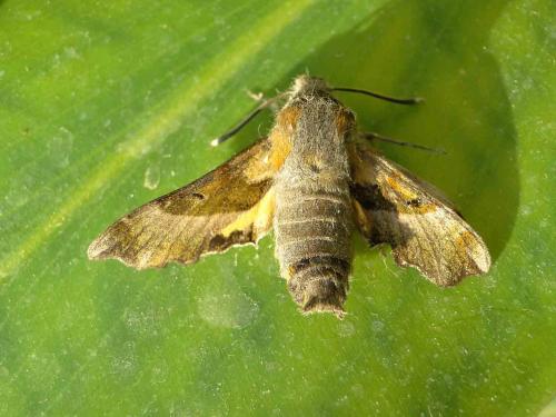 Proserpinus proserpina