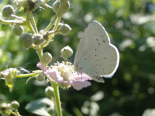 Celastrina argiolus