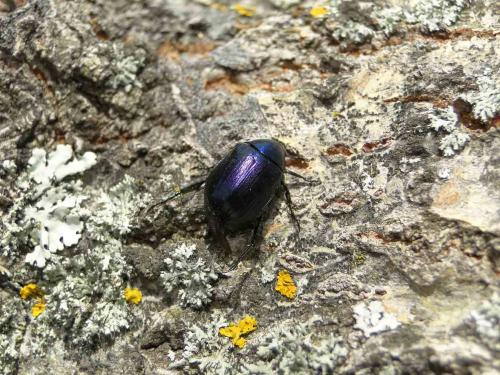 Réf. 72 410 : Anomala dubia