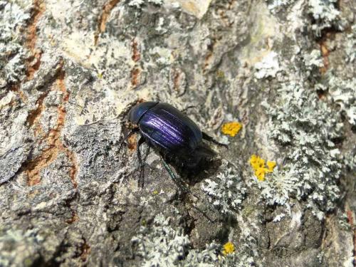 Réf. 72 411 : Anomala dubia