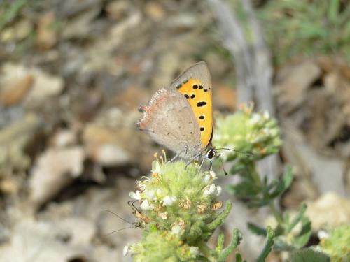 Lycaena phlaeas