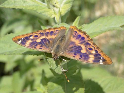 Apatura ilia