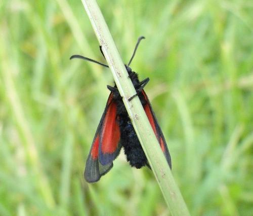 Zygaena romeo
