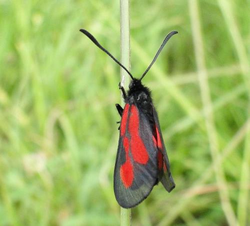 Zygaena romeo
