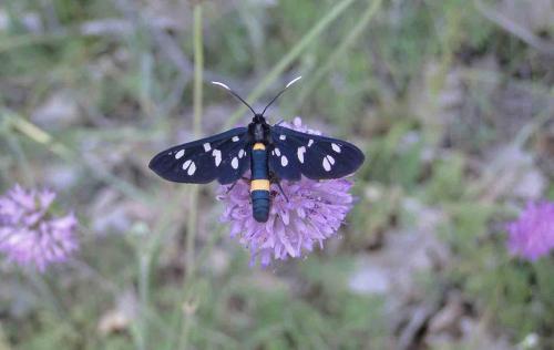 Amata phegea