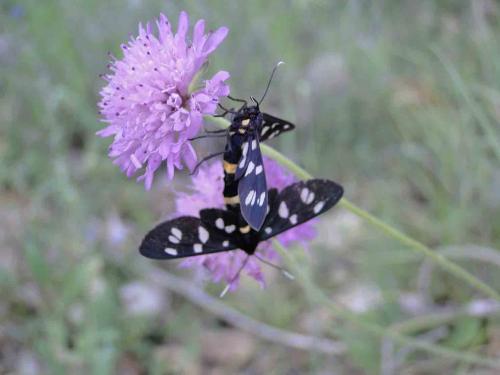 Amata phegea
