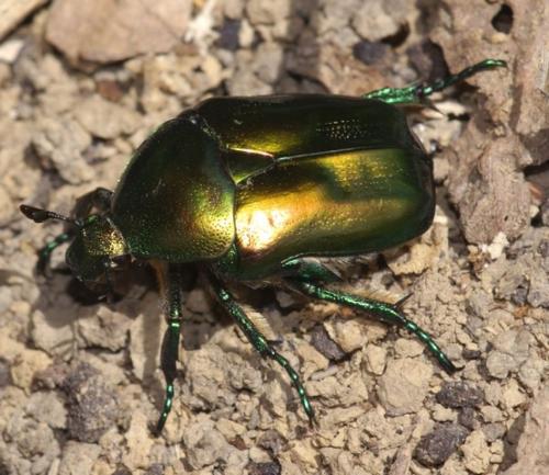 Eupotosia affinis