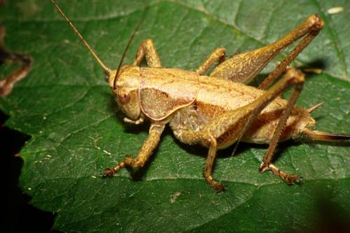 Pholidoptera griseoaptera