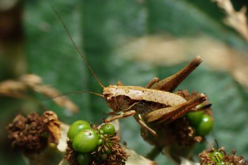 Réf. 72 981 : Pholidoptera griseoaptera